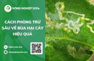 sâu vẽ bùa hại cây