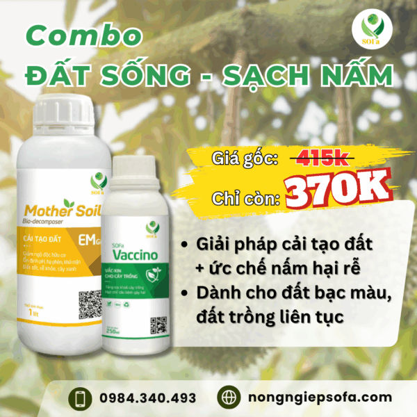 combo dat