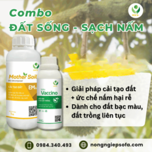 SAN PHAM SAN