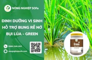bung rễ nở bụi lúa