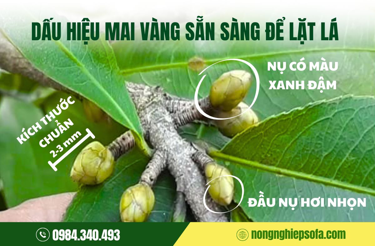 cách chăm sóc mai trước tết