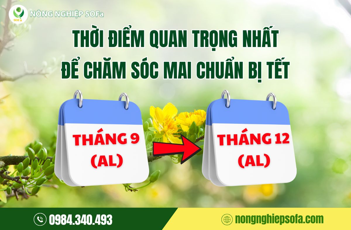 cách chăm sóc mai trước tết