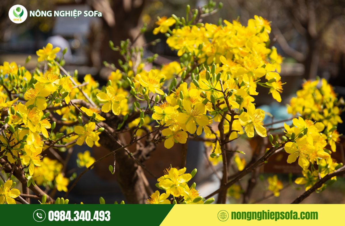 cách chăm sóc mai trước tết