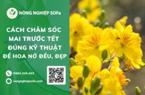 cách chăm sóc mai trước tết