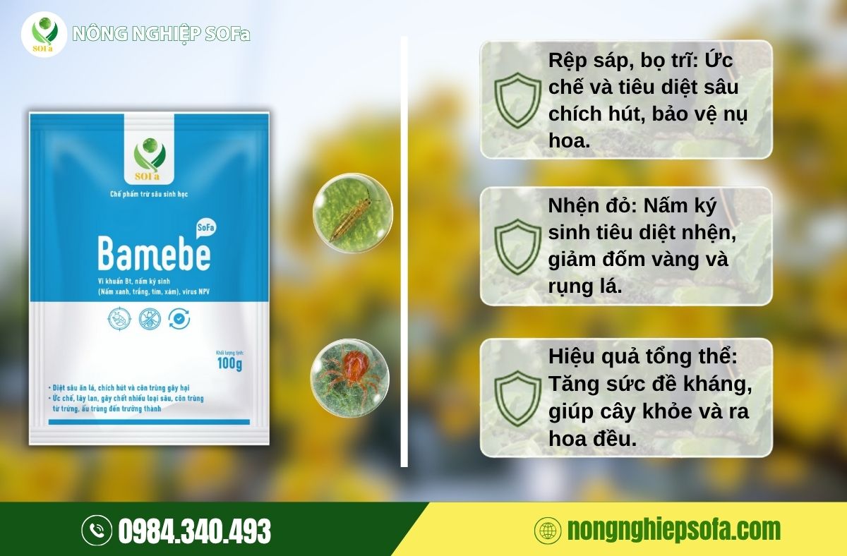 cách chăm sóc mai trước tết