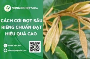 cách cơi đọt sầu riêng