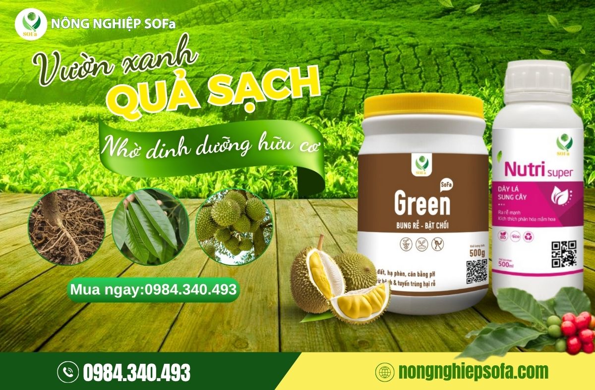 Combo Rễ Bền Tán Khỏe – Giải pháp kép nuôi cây khỏe từ trong ra ngoài 1 combo rễ bền tán khoẻ