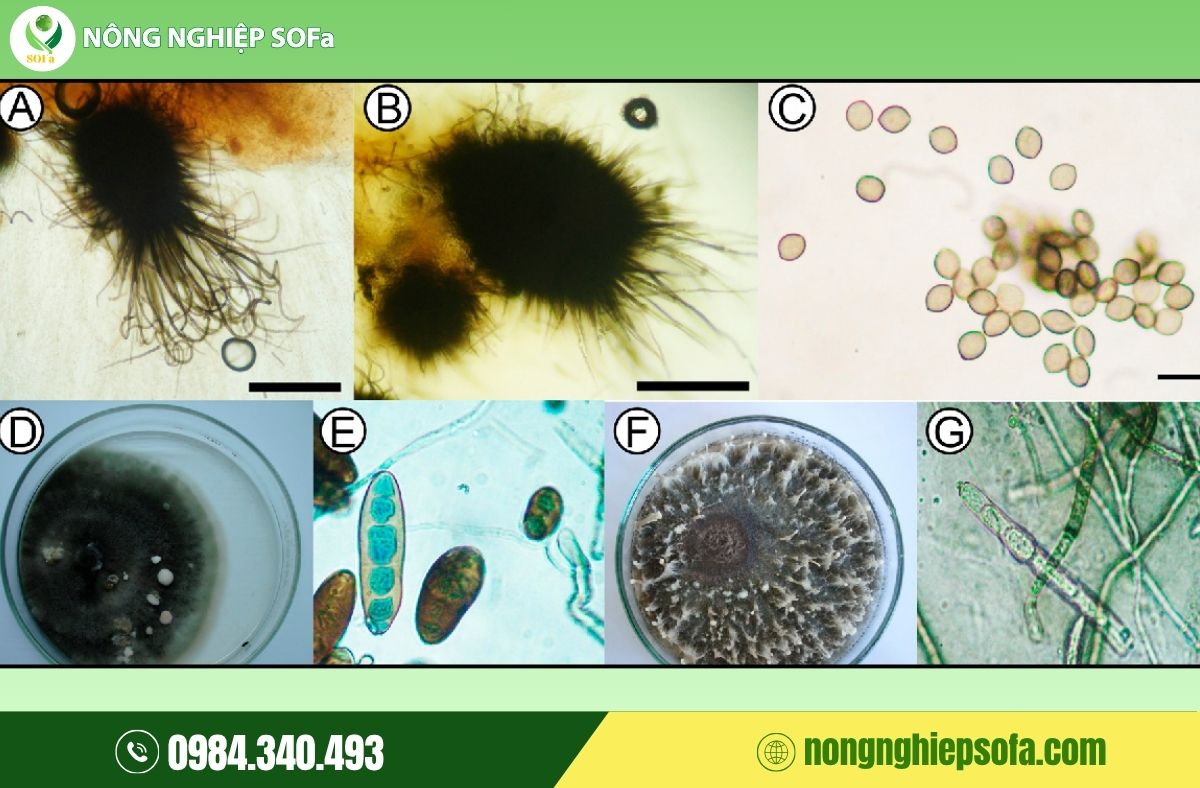 Nấm Chaetomium – Giải pháp sinh học phòng trị nấm bệnh cây trồng 1 nấm chaetomium