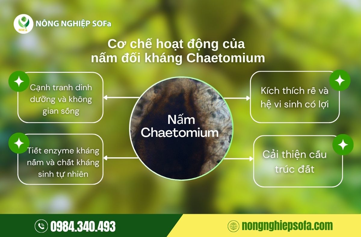 Nấm Chaetomium – Giải pháp sinh học phòng trị nấm bệnh cây trồng 2 nấm chaetomium