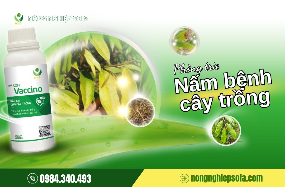 Nấm Chaetomium – Giải pháp sinh học phòng trị nấm bệnh cây trồng 3 nấm chaetomium