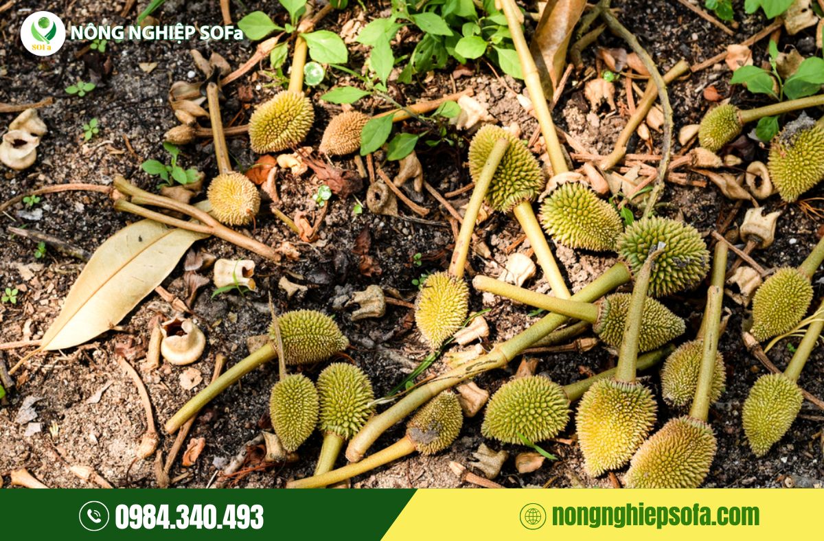 Nguyên nhân sầu riêng rụng trái non