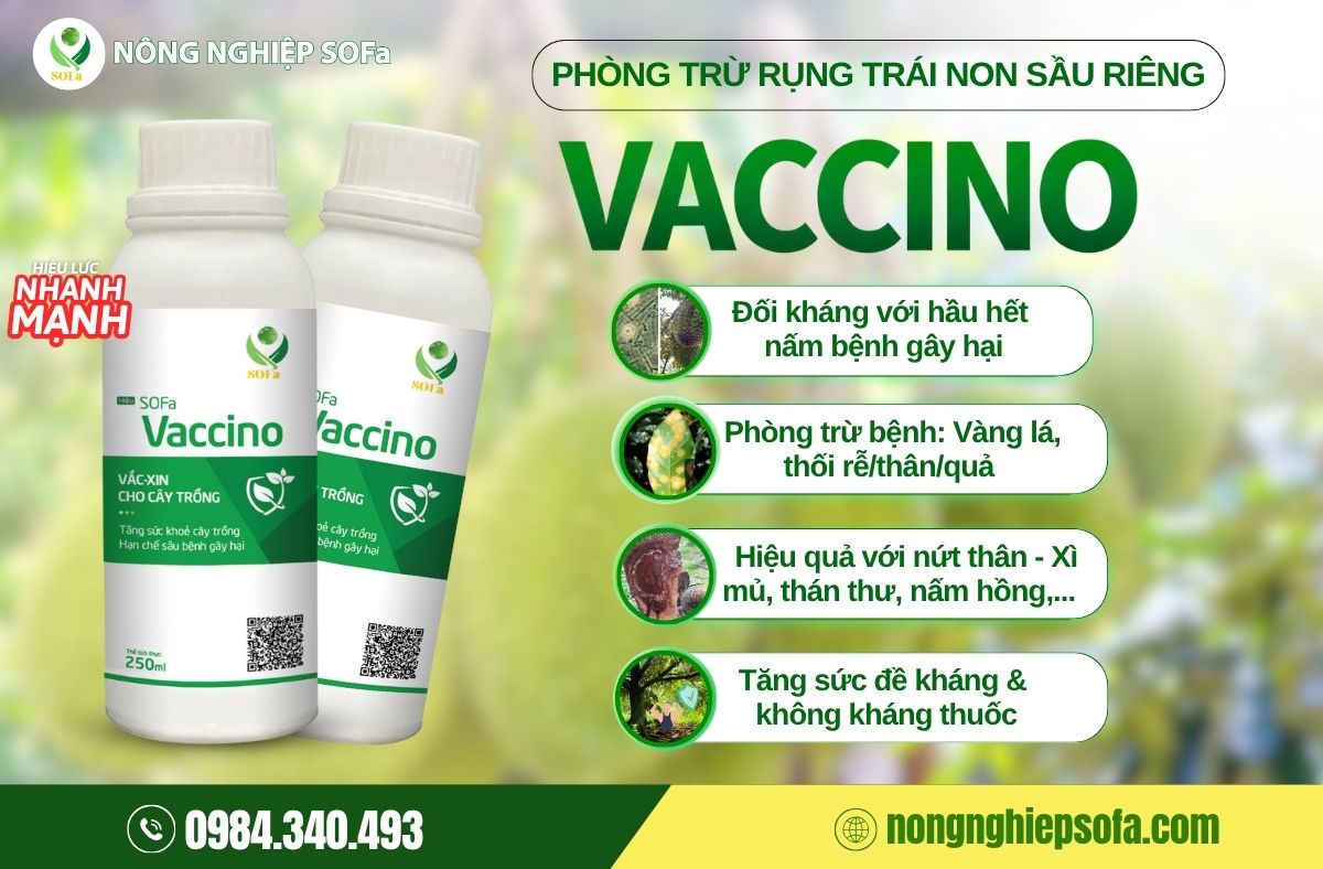 Nguyên nhân sầu riêng rụng trái non