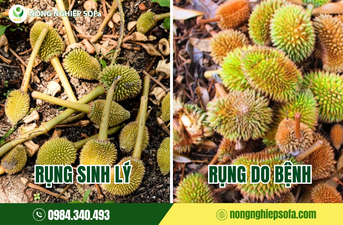 Nguyên nhân sầu riêng rụng trái non