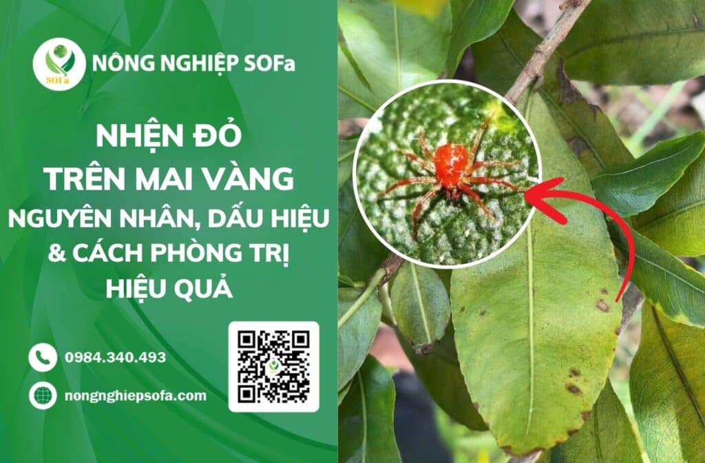 nhện đỏ trên mai vàng