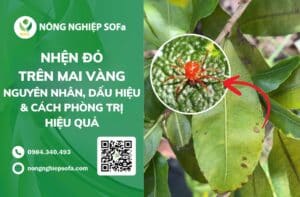 nhện đỏ trên mai vàng