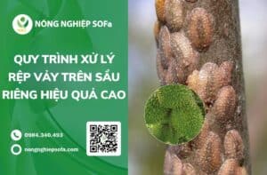 rệp vảy trên sầu riêng