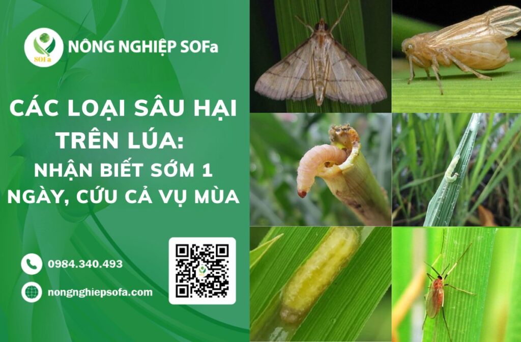 các loại sâu hại trên lúa