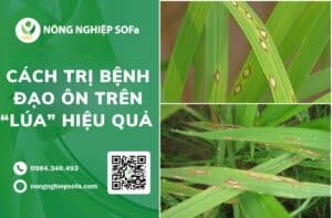 cách trị bệnh đạo ôn trên lúa