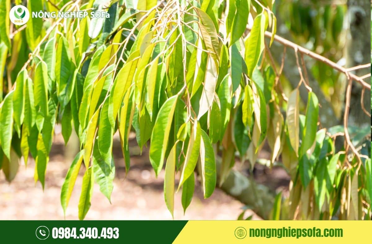 Lá sầu riêng không khỏe, cây làm sao nuôi nổi trái? 1 lá sầu rieng