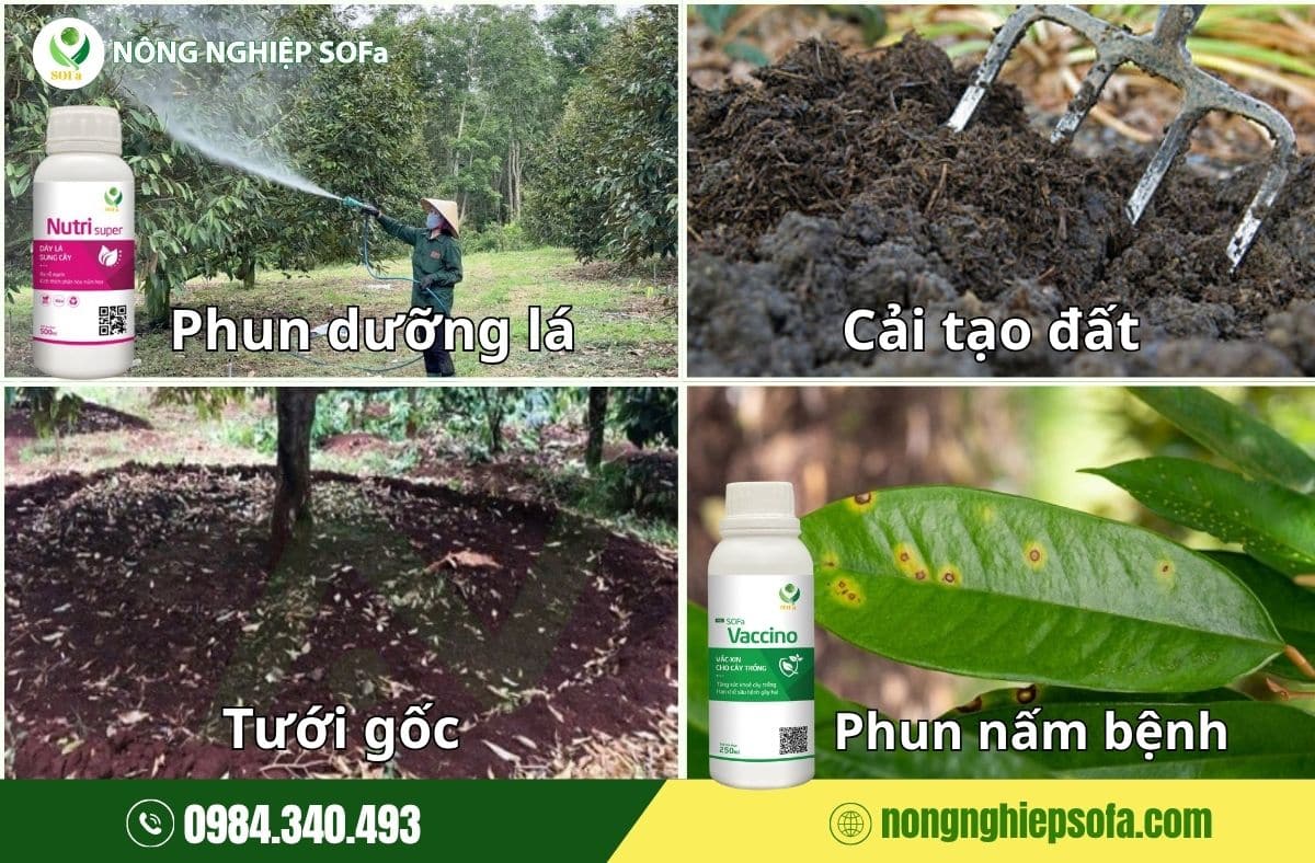 Lá sầu riêng không khỏe, cây làm sao nuôi nổi trái? 3 lá sầu riêng