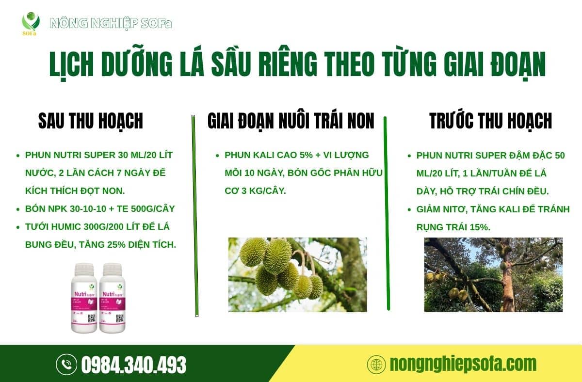 Lá sầu riêng không khỏe, cây làm sao nuôi nổi trái? 4 lá sầu riêng