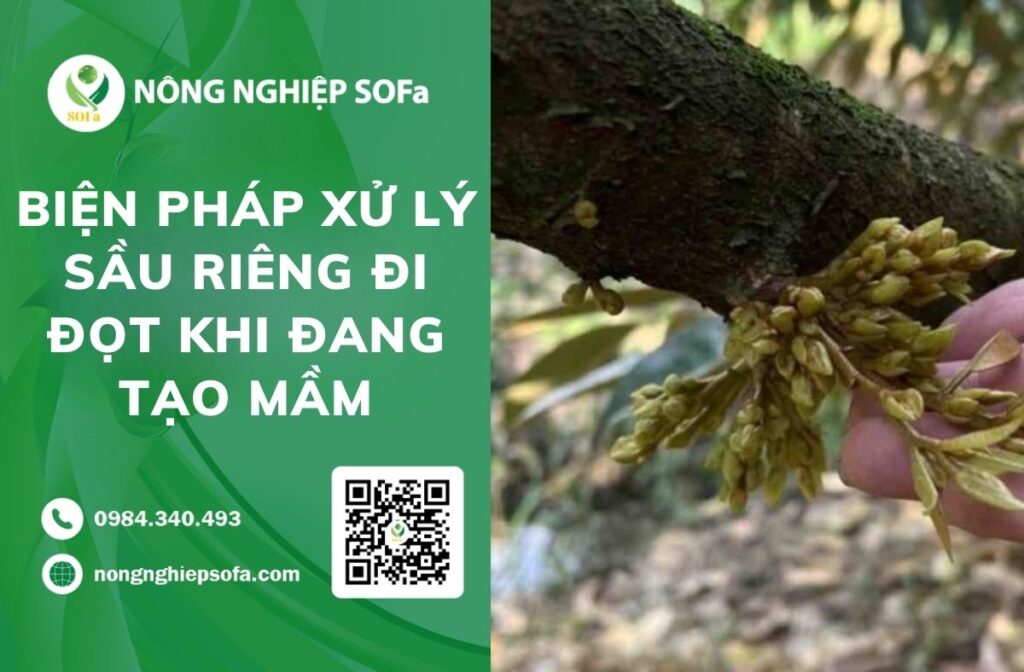 sâu riêng đi đọt khi đang tạo mầm