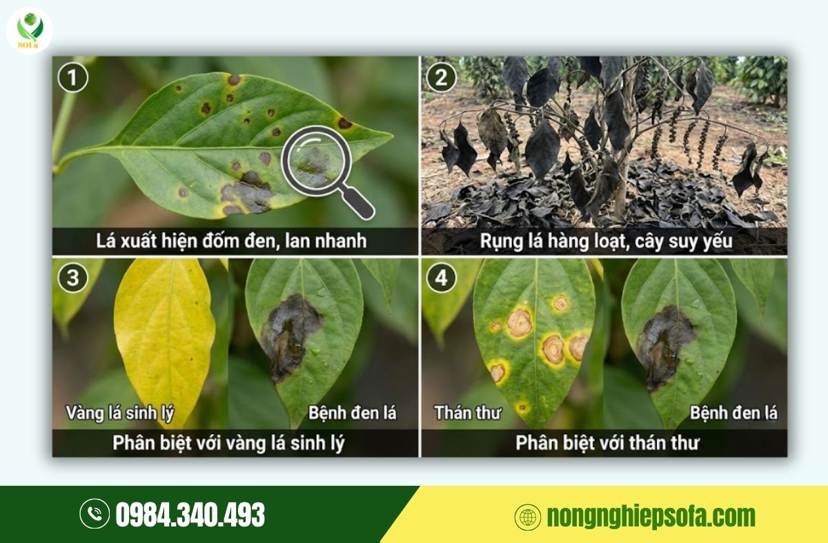 Bệnh đen lá trên cây tiêu: Cách nhận biết và xử lý hiệu quả 3 bệnh đen lá trên cây tiêu