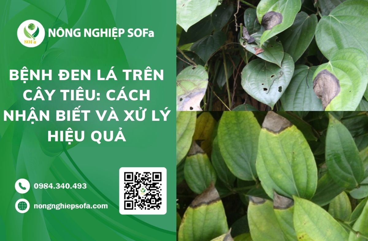 bệnh đen lá trên cây tiêu