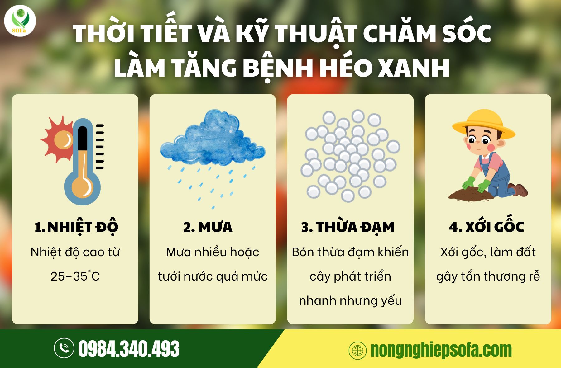 Bệnh héo xanh cà chua: Nguyên nhân, dấu hiệu và cách phòng trừ 3 Bệnh héo xanh cà chua