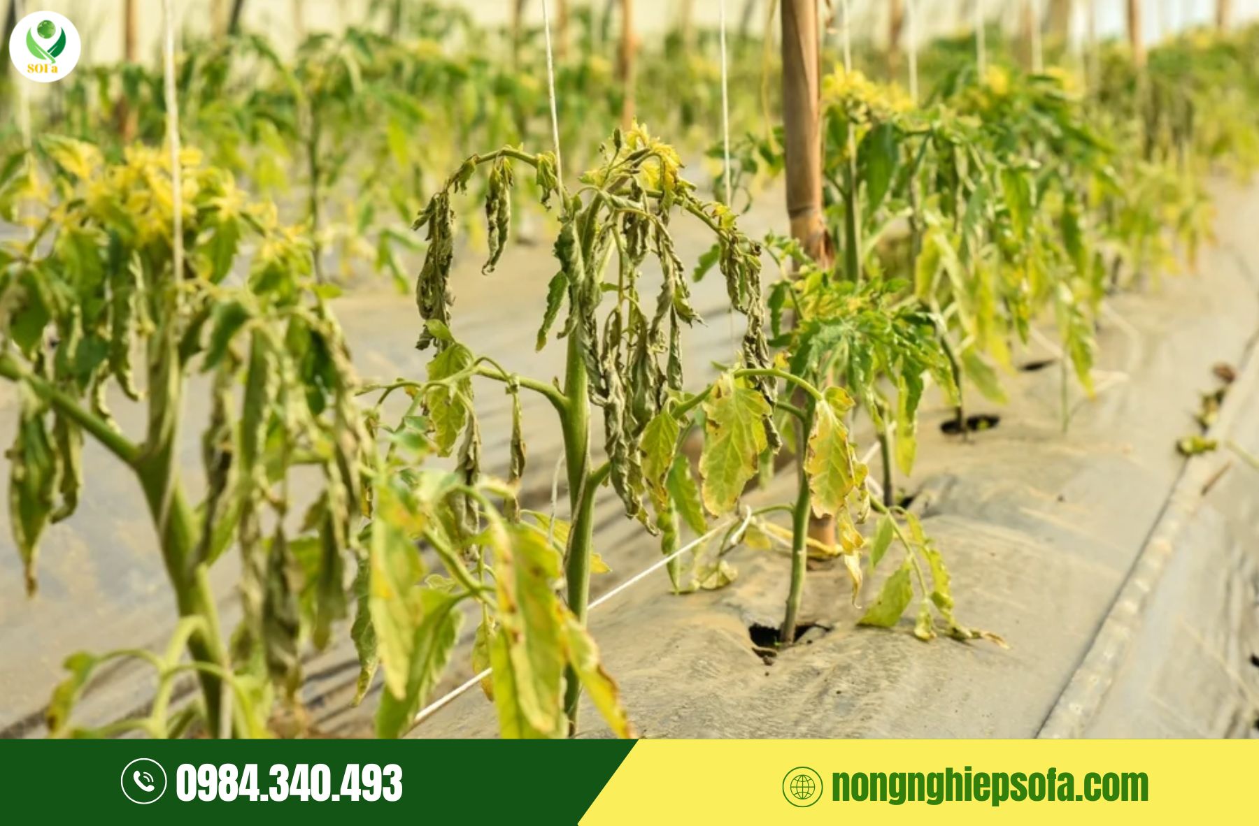 Bệnh héo xanh cà chua: Nguyên nhân, dấu hiệu và cách phòng trừ 4 Bệnh héo xanh cà chua