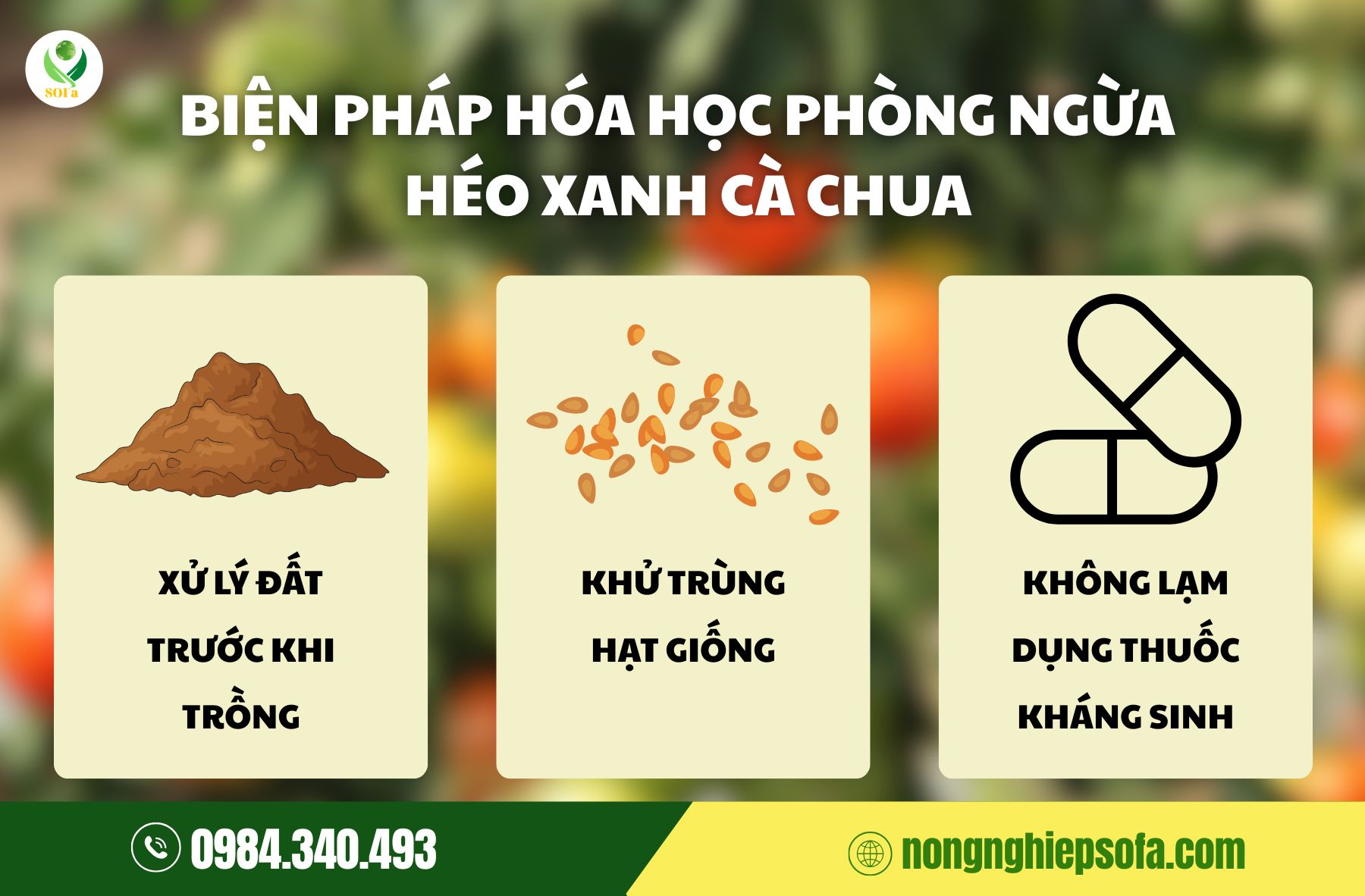Bệnh héo xanh cà chua: Nguyên nhân, dấu hiệu và cách phòng trừ 5 Bệnh héo xanh cà chua
