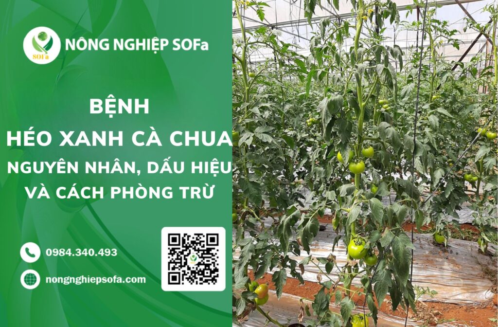 Bệnh héo xanh cà chua