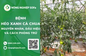 Bệnh héo xanh cà chua