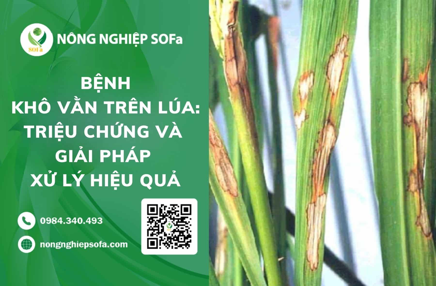bệnh khô vằn trên lúa