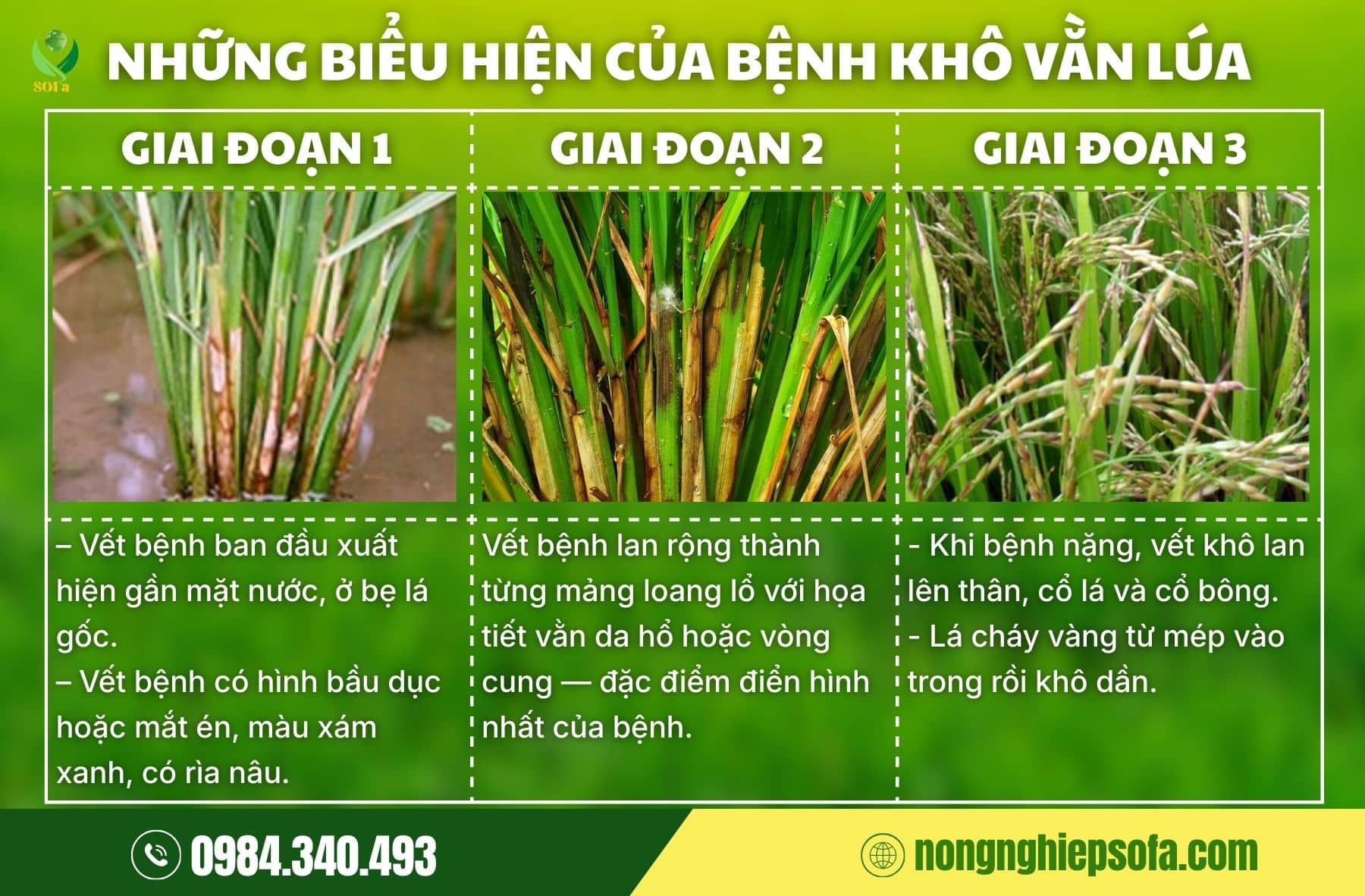 bệnh khô vằn trên lúa