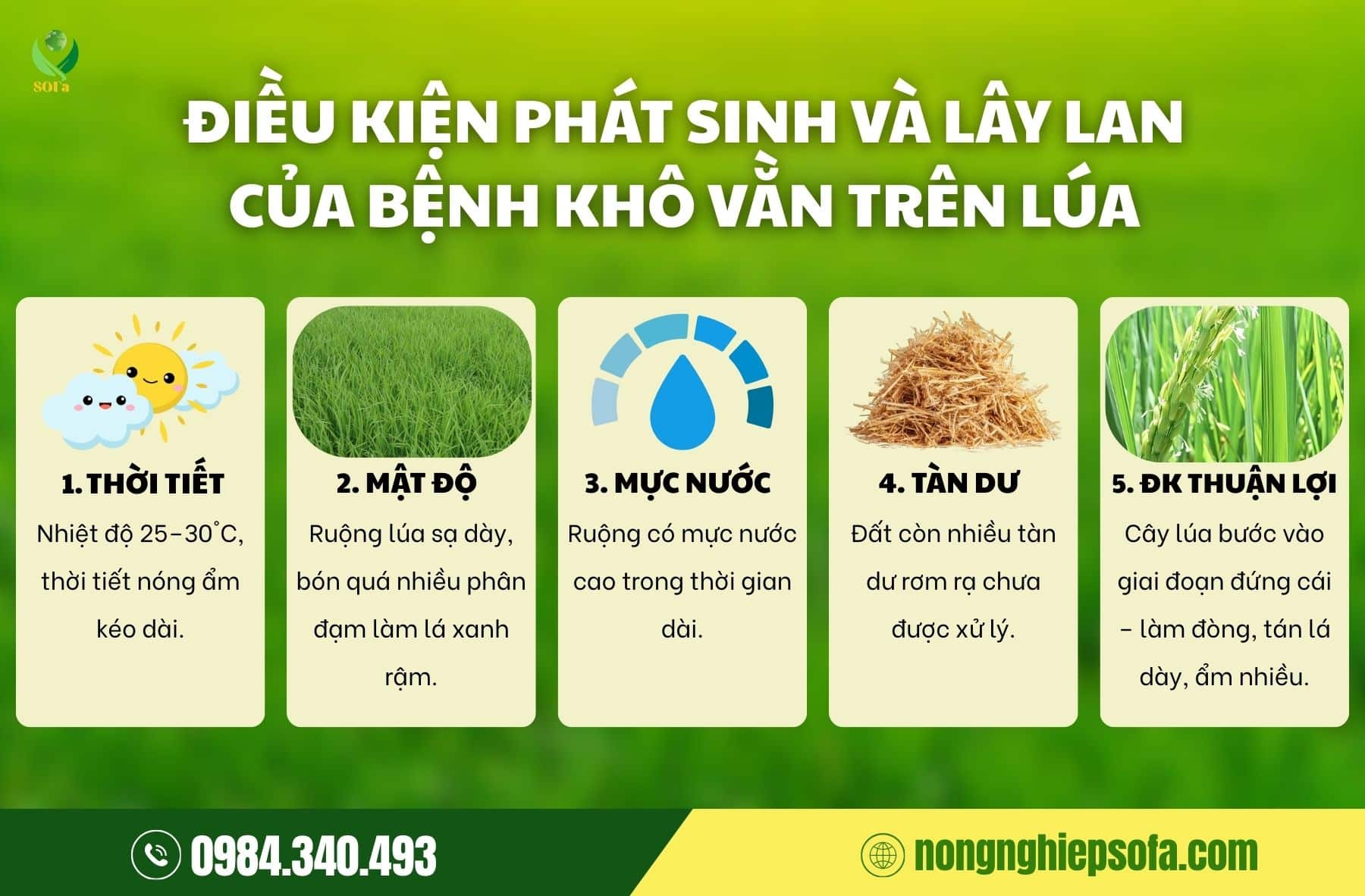 bệnh khô vằn trên lúa