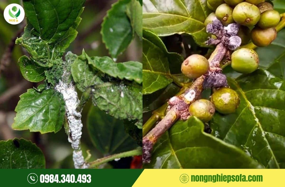 biện pháp phòng trừ sâu bệnh hại cà phê