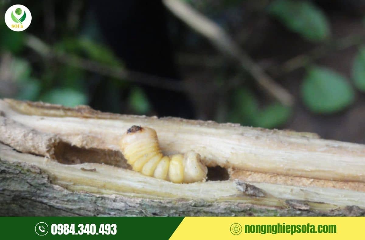 biện pháp phòng trừ sâu bệnh hại cà phê