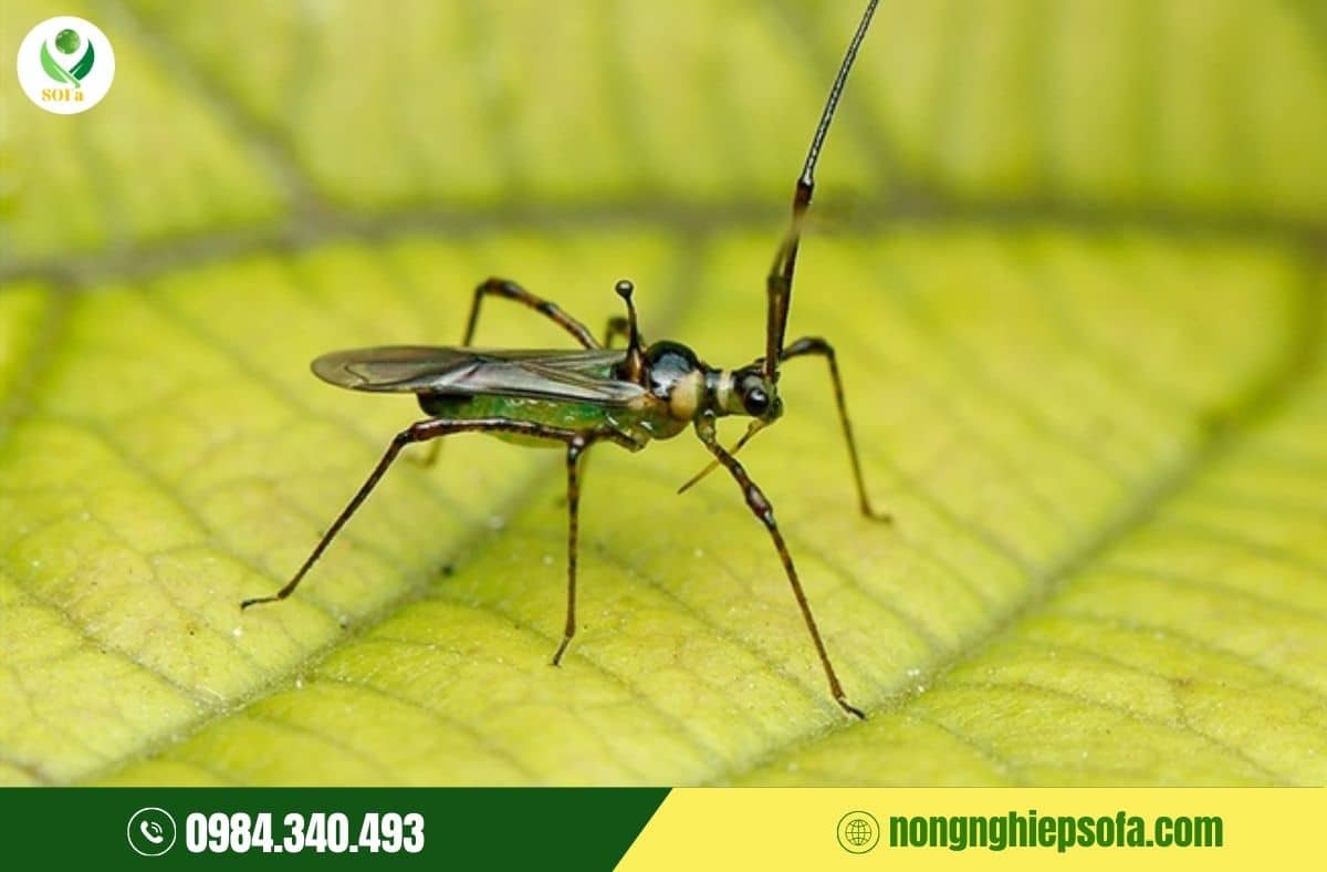 biện pháp phòng trừ sâu bệnh hại cà phê