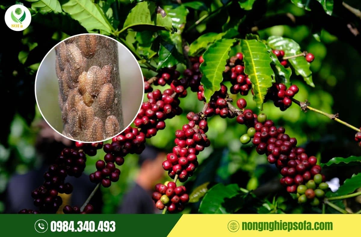 biện pháp phòng trừ sâu bệnh hại cà phê
