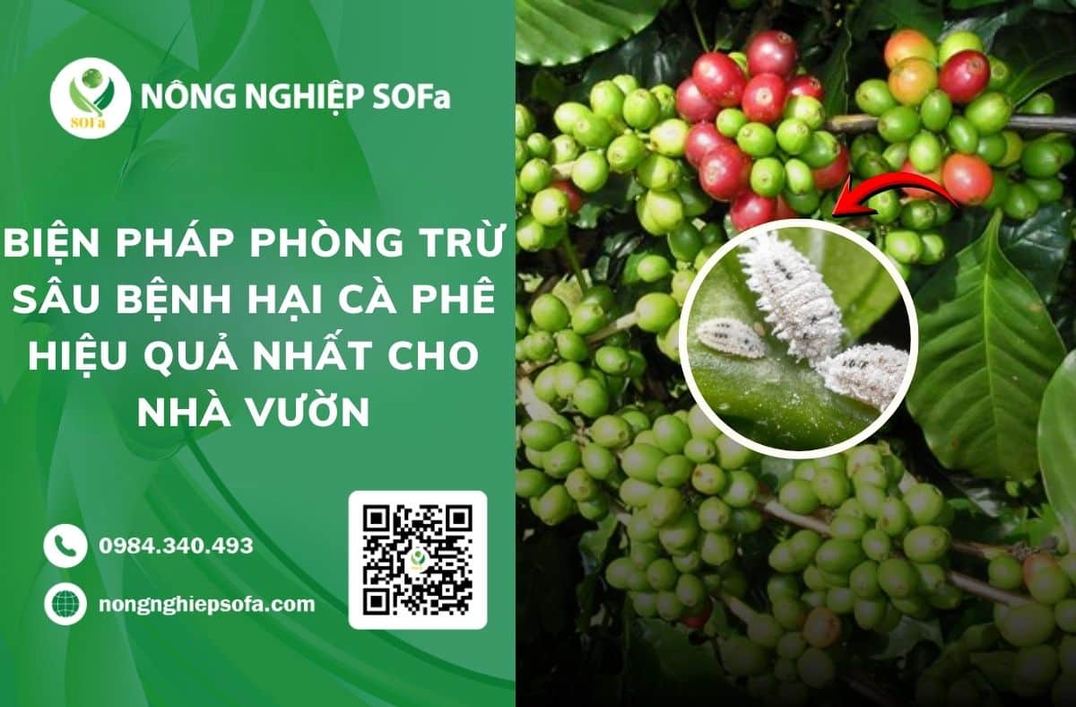 biện pháp phòng trừ sâu bệnh hại cà phê