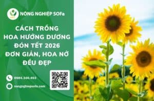 cách trồng hoa hướng dương