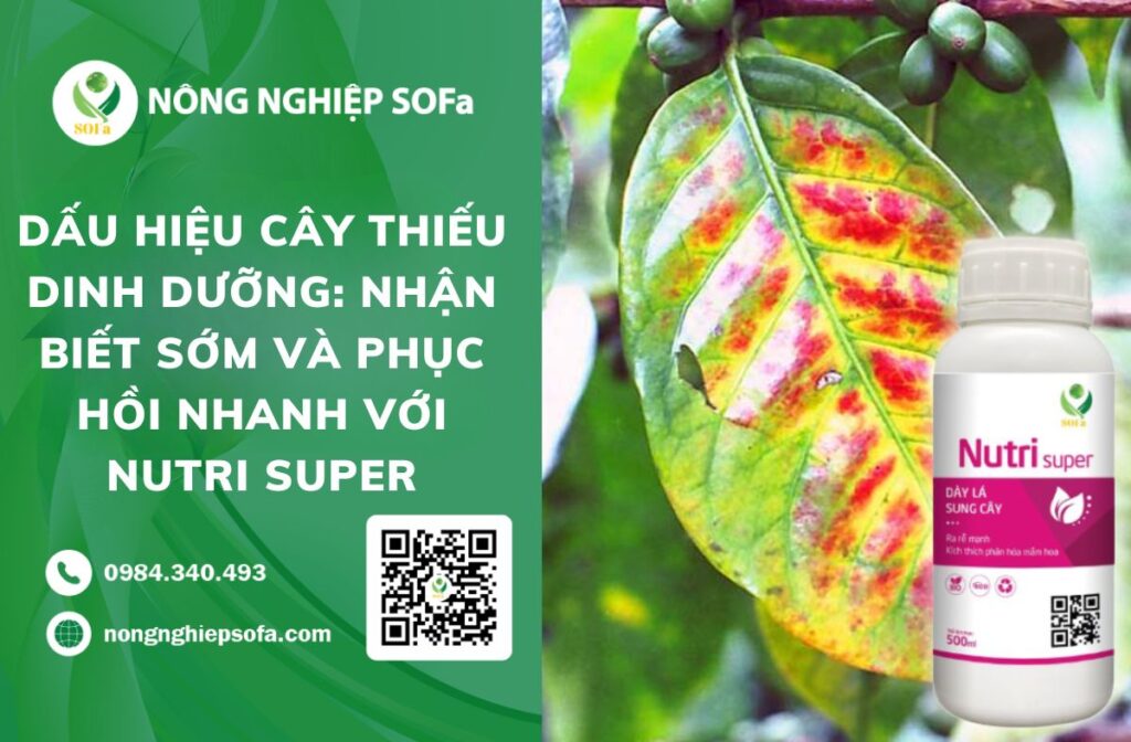dấu hiệu cây thiếu dinh dưỡng