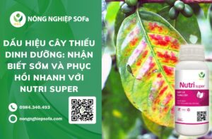 dấu hiệu cây thiếu dinh dưỡng