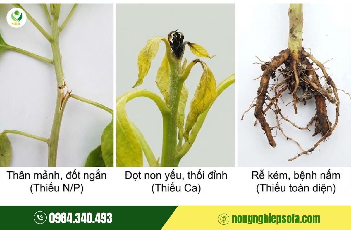 Dấu hiệu cây thiếu dinh dưỡng: Nhận biết sớm và phục hồi nhanh với Nutri Super 3 dấu hiệu cây thiếu dinh dưỡng