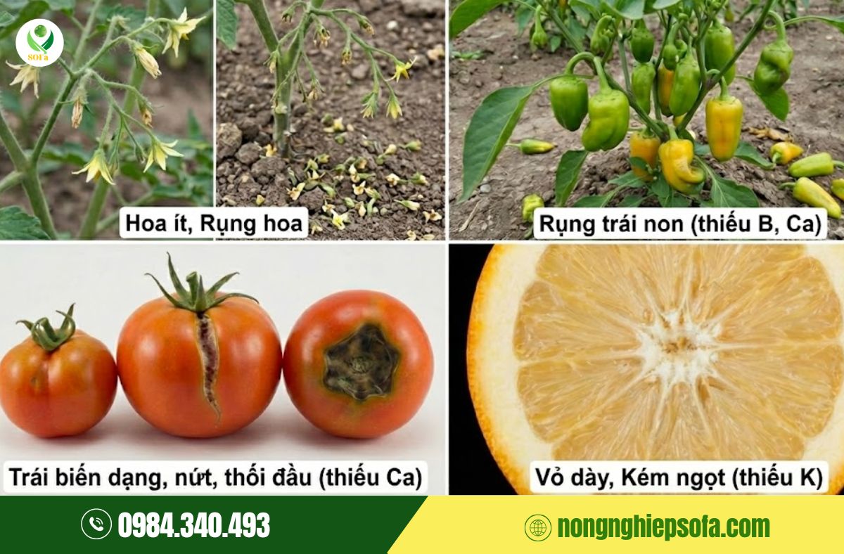 Dấu hiệu cây thiếu dinh dưỡng: Nhận biết sớm và phục hồi nhanh với Nutri Super 4 dấu hiệu cây thiếu dinh dưỡng