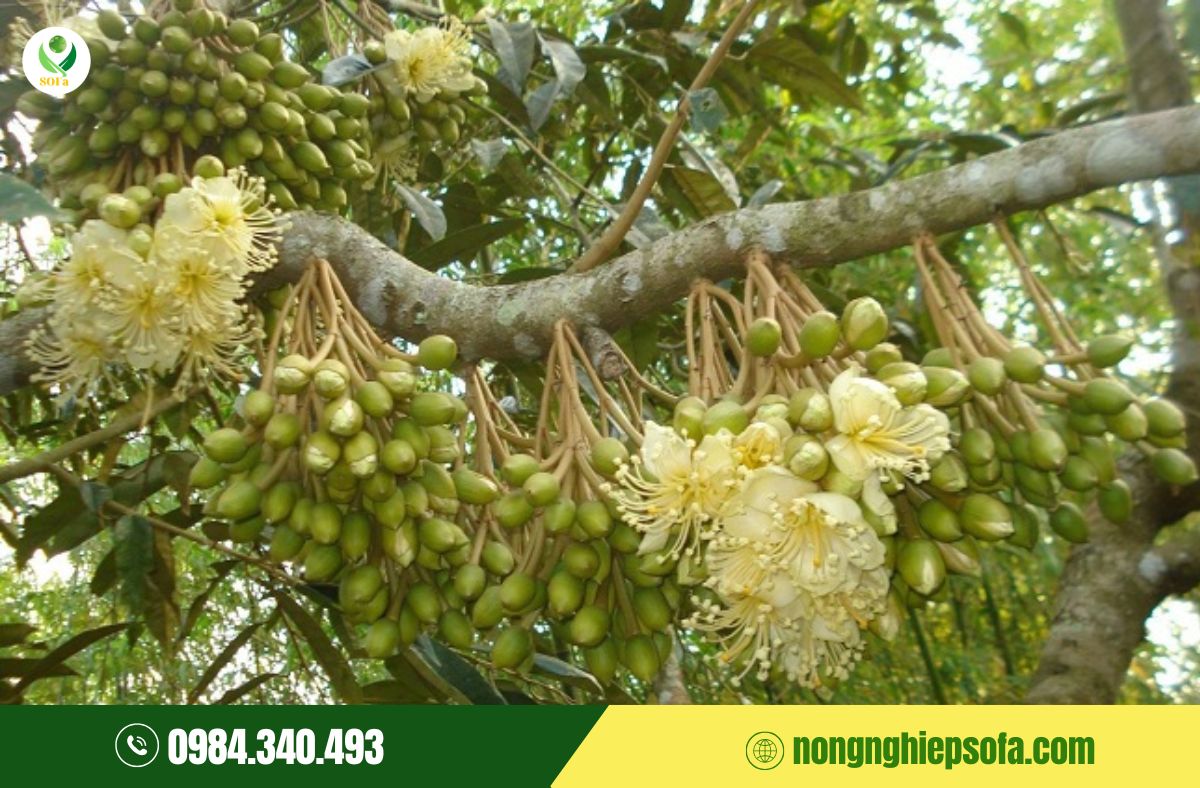 dinh dưỡng giai đoạn làm bông sầu riêng