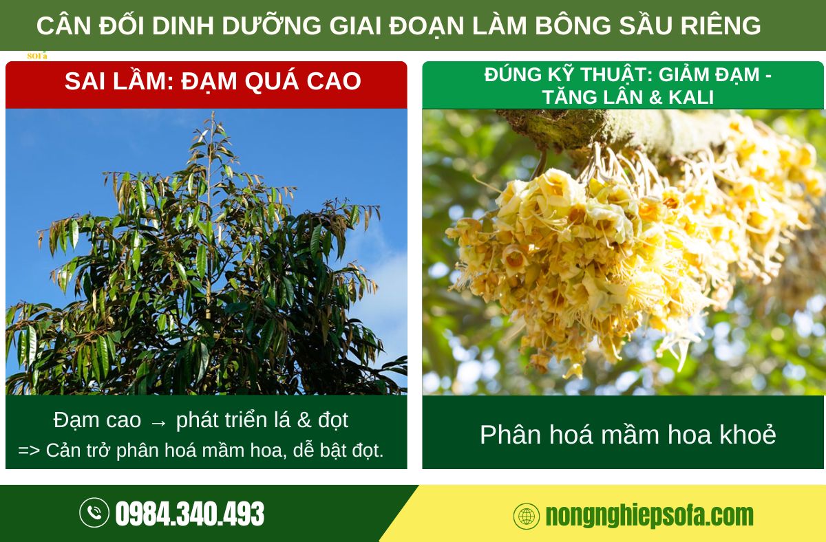 dinh dưỡng giai đoạn làm bông sầu riêng