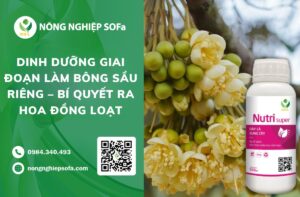 dinh dưỡng giai đoạn làm bông sầu riêng