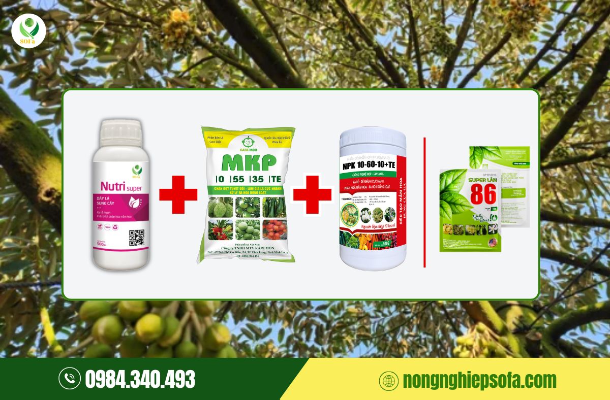 dinh dưỡng giai đoạn làm bông sầu riêng